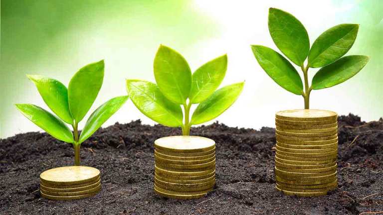 plants and money growing