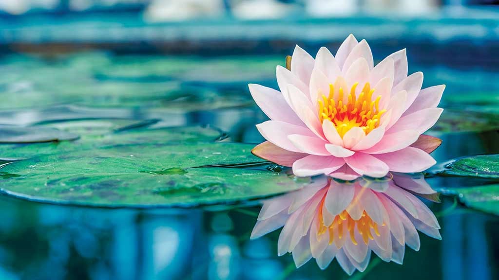 closeup_of_lotus_flower_in_pool
