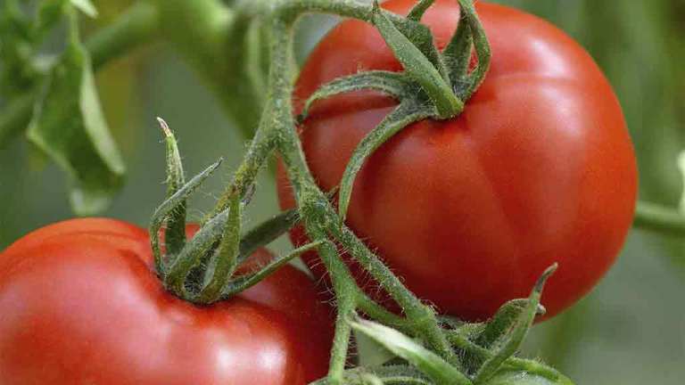 tomatoes on the vine