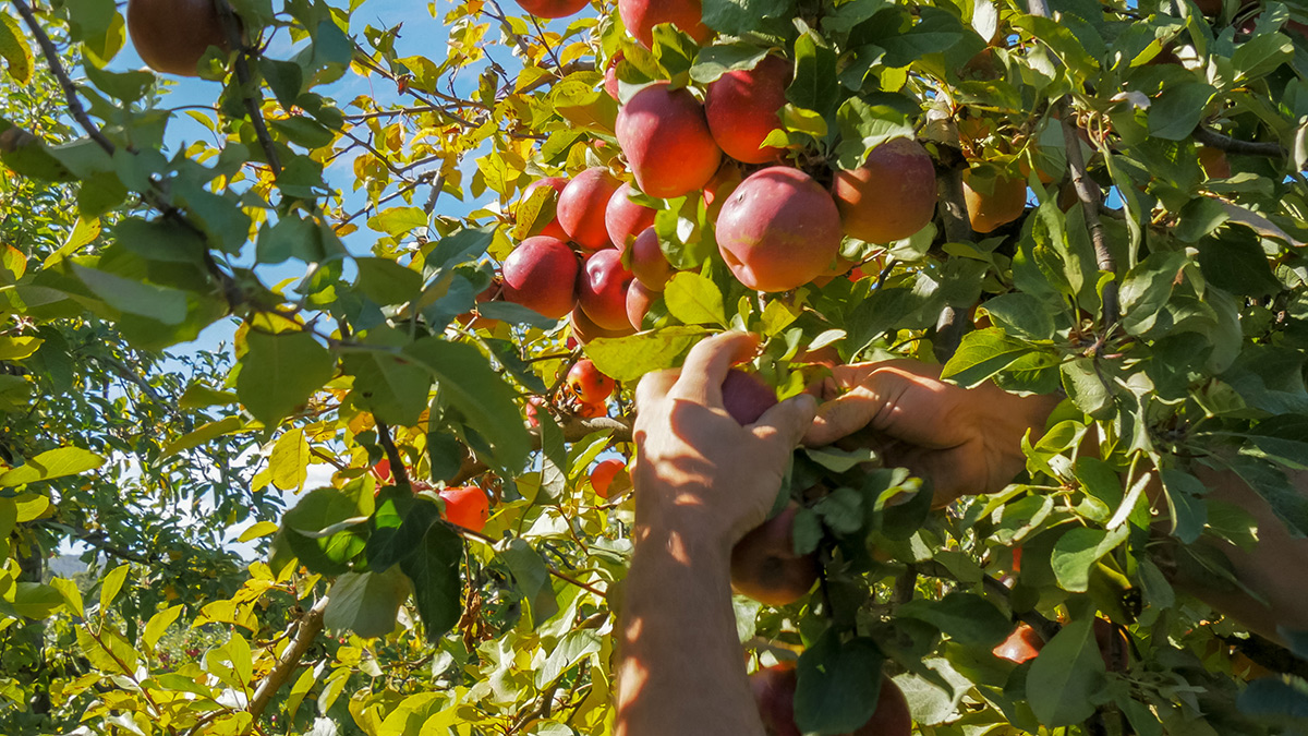 person_picking_fruit_in_an_orchard