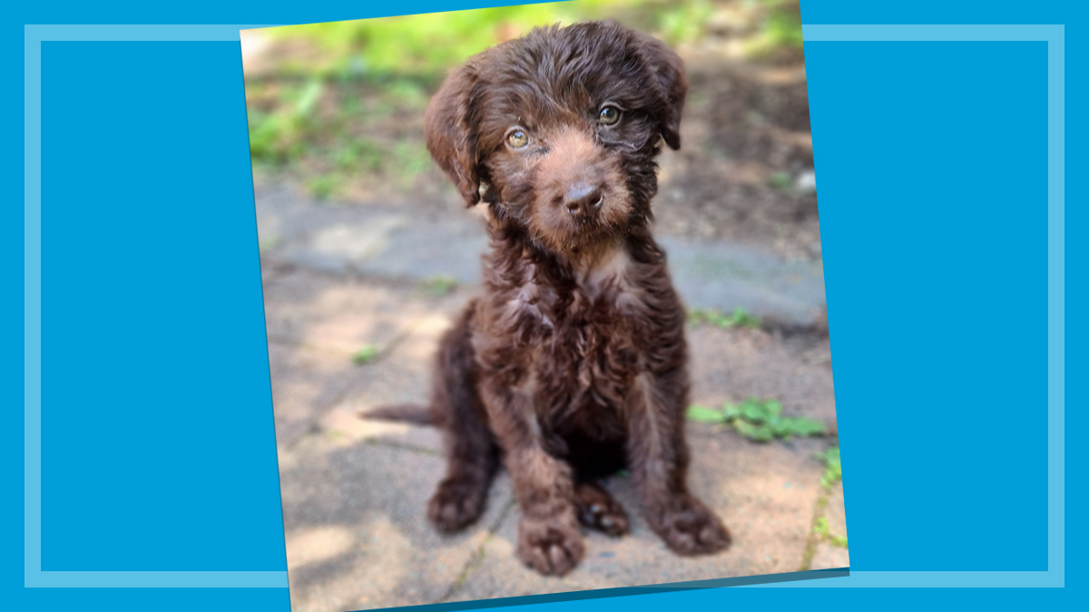 small puppy in the garden