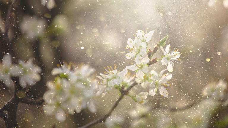 flowers with pollen in air
