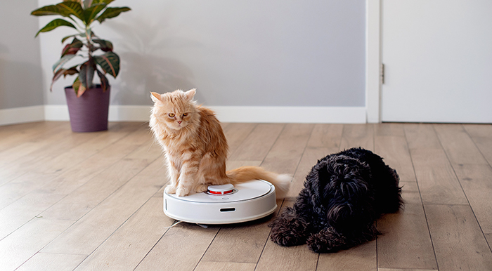 Cat riding on a robot vac next to a dog