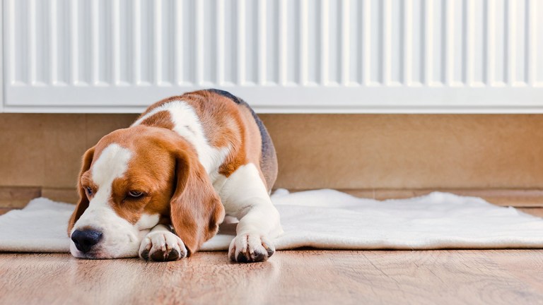 dog getting warm near a heater