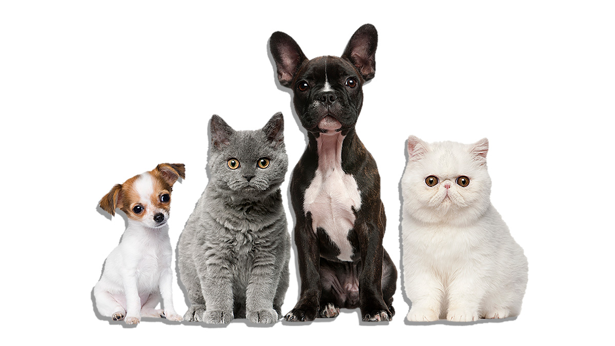 four dogs and cats sitting in a row